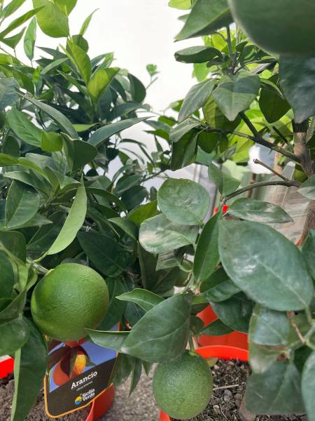 Oranger doux en vente dans vos coopératives agricoles Sopavar à Sanary et à Six Fours près de Toulon